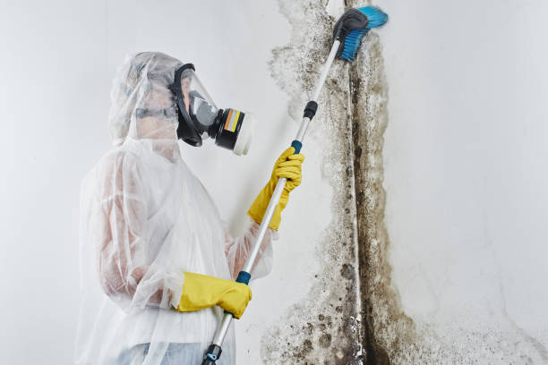 Best Mold Testing and Inspection Services in Fort Dodge, IA