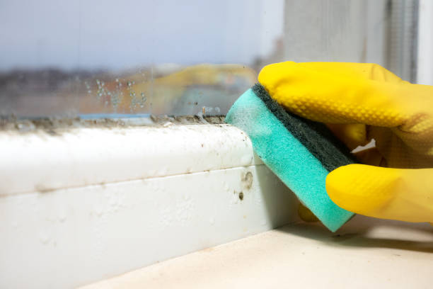 Best Basement Mold Remediation in Fort Dodge, IA